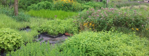 Grow Wild Native Plant Nursery | Biological and Ecological Consulting Services photo