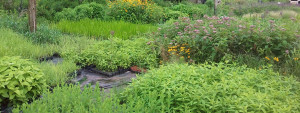 Grow Wild Native Plant Nursery | Biological and Ecological Consulting Services photo